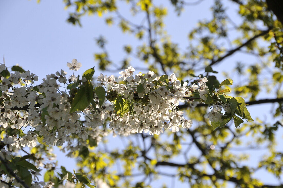 Cherry blossom