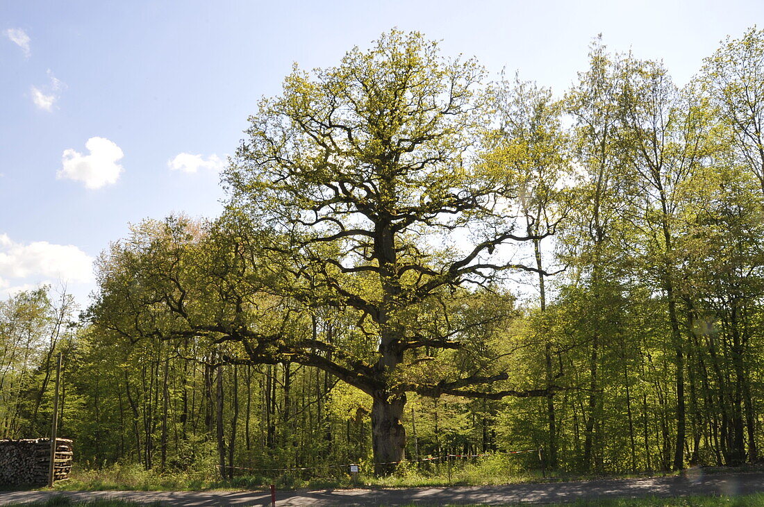 alter Baum im Frühling