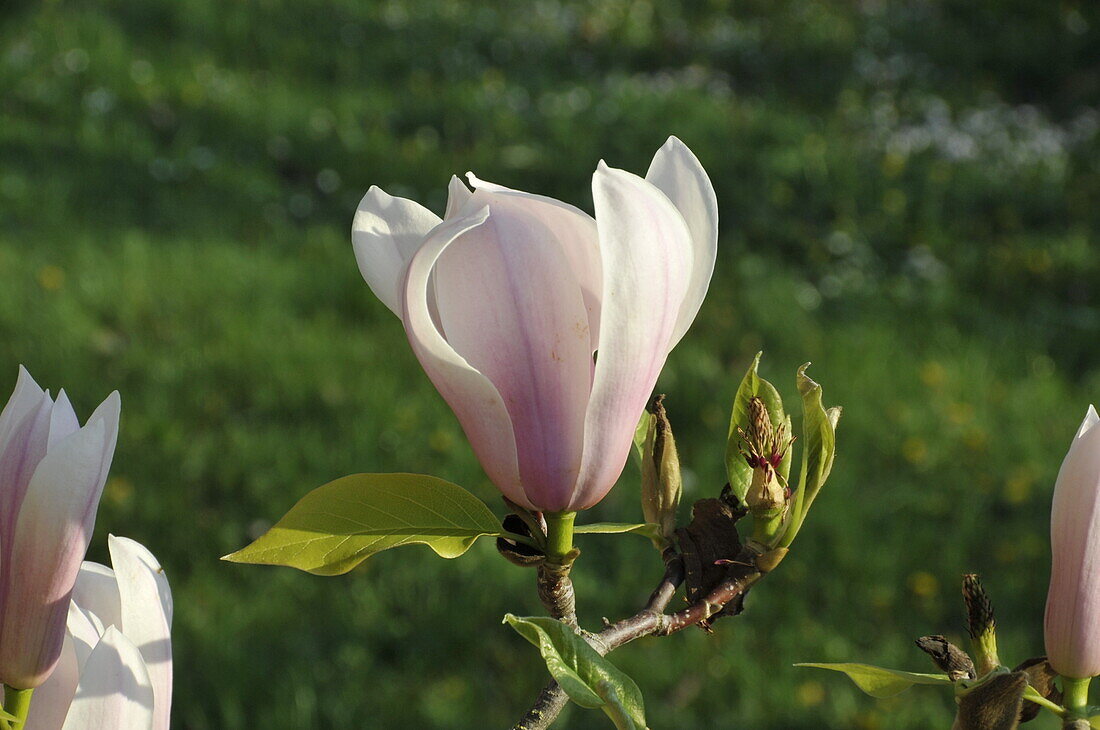 Magnolia x soulangiana 'Heaven Scent'