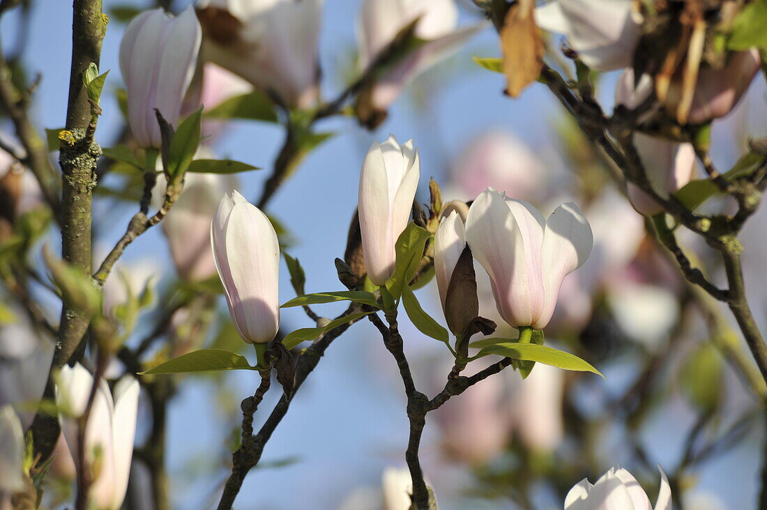 Magnolia x soulangiana 'Heaven Scent'