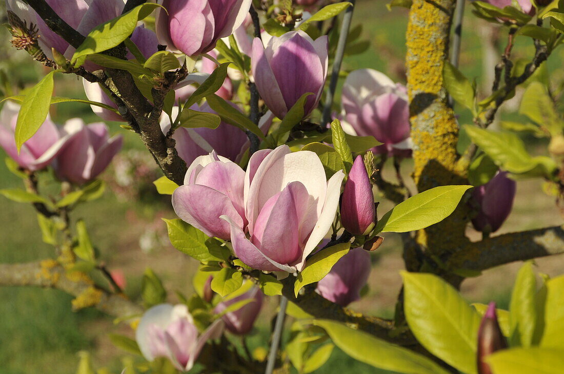 Magnolia soulangiana Sweet Symphonie