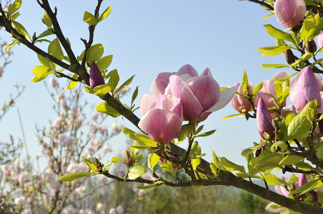 Magnolia soulangiana Sweet Symphonie