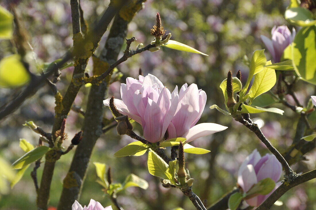 Magnolia x soulangiana Burgundy