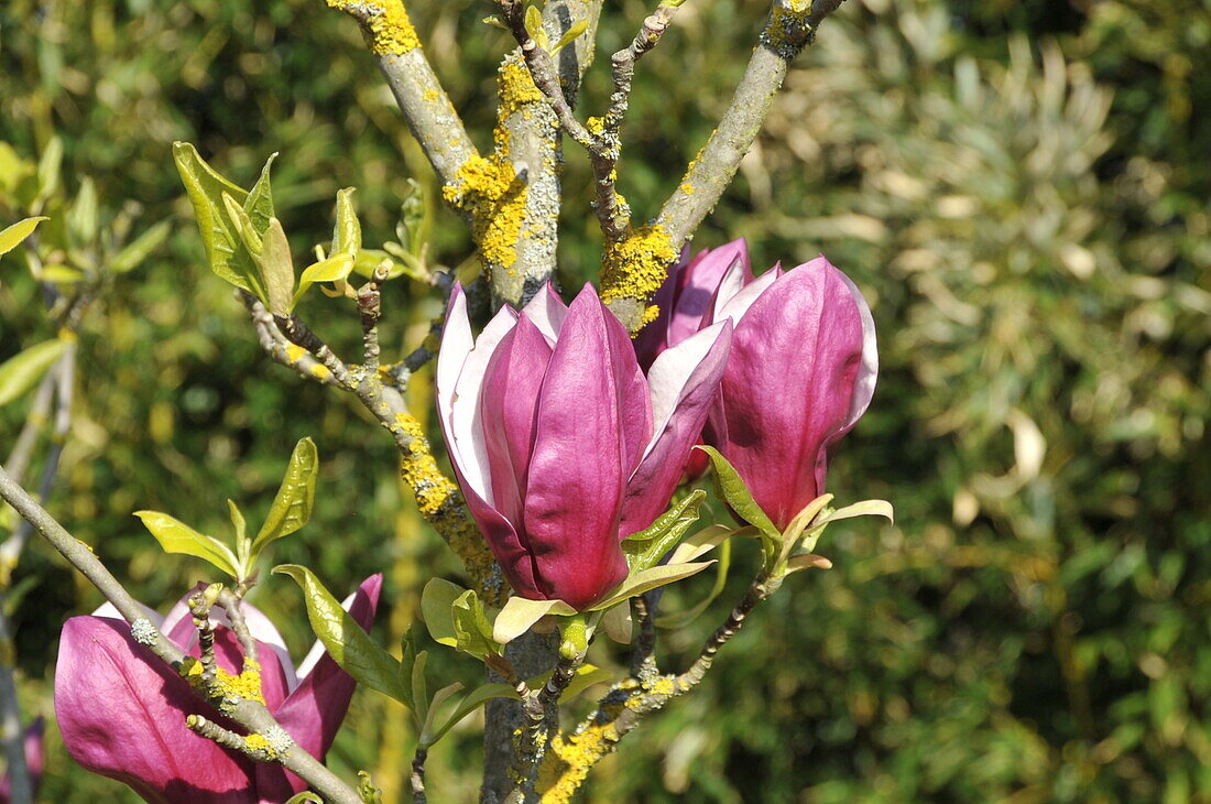 Magnolia x soulangiana 'Nakamura'