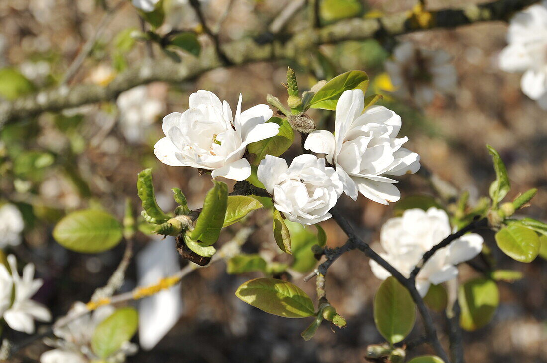 Magnolia x loebneri 'White Rose'