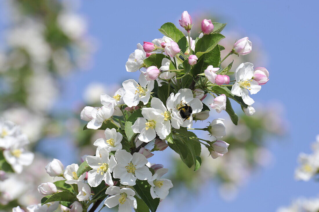 Bumblebee on apple blossom