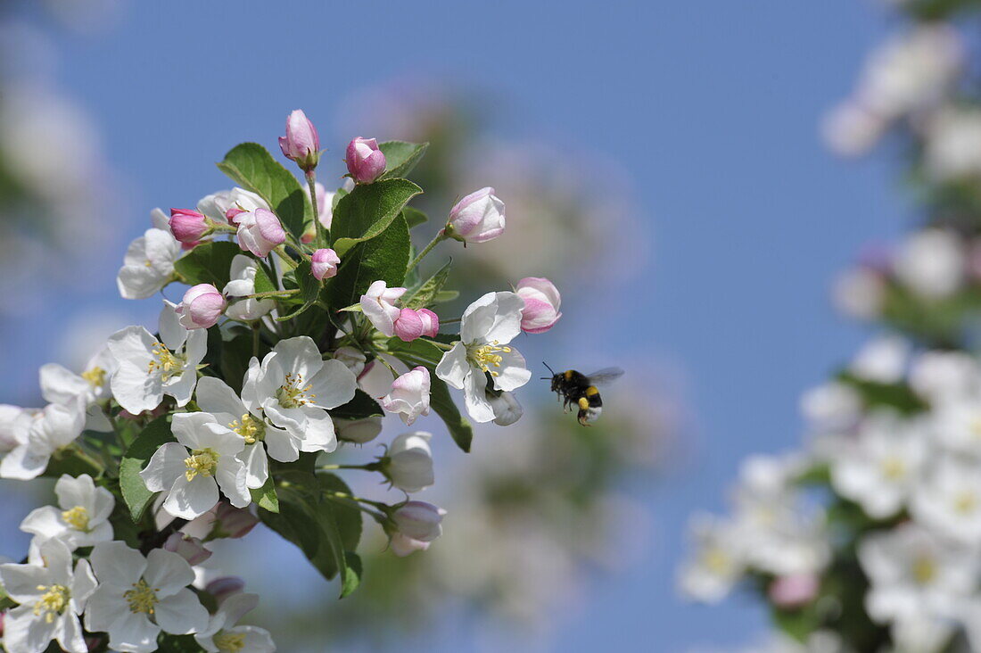 Bumblebee on apple blossom