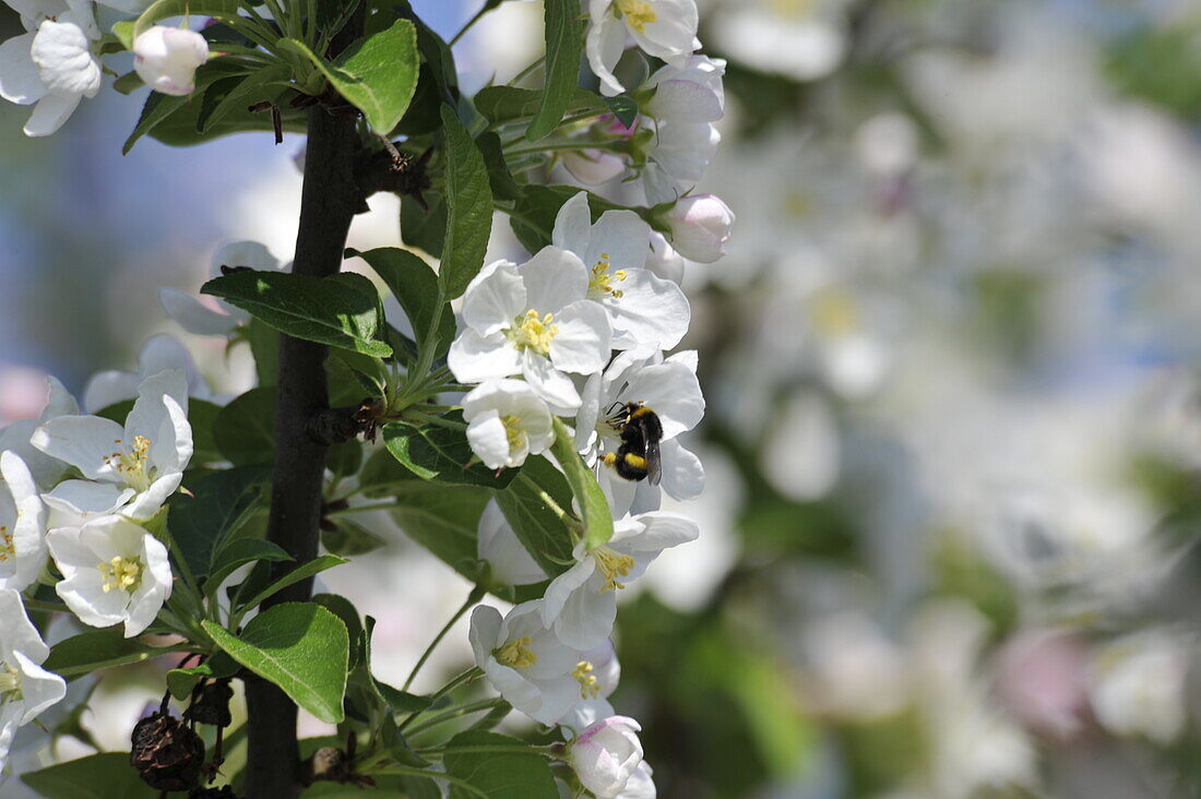 Hummel an Blüte