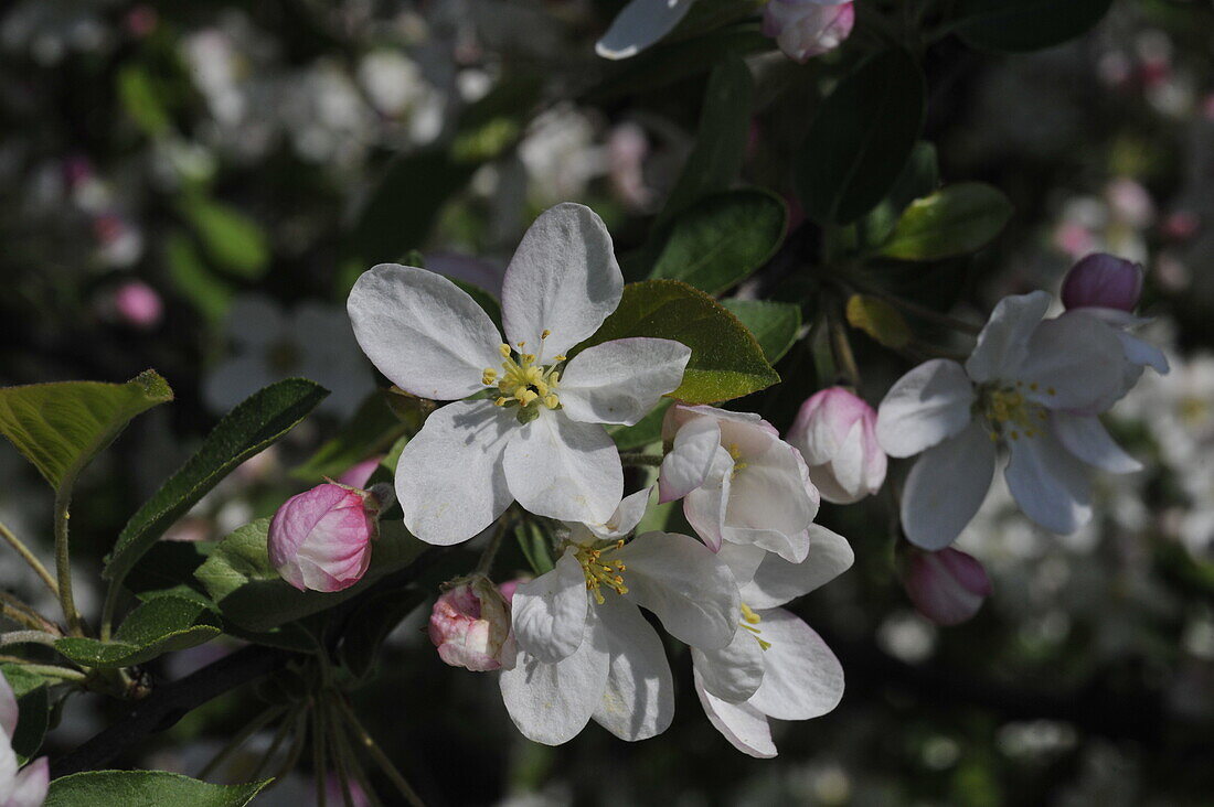 Apple blossom