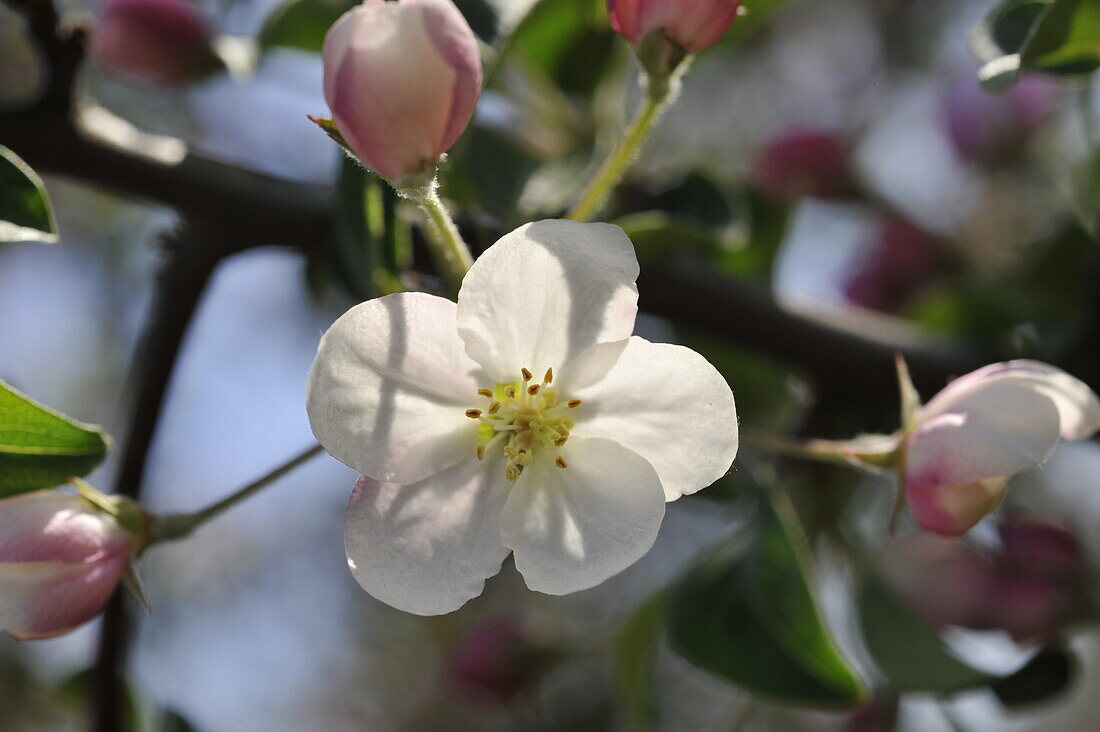 Apple blossom