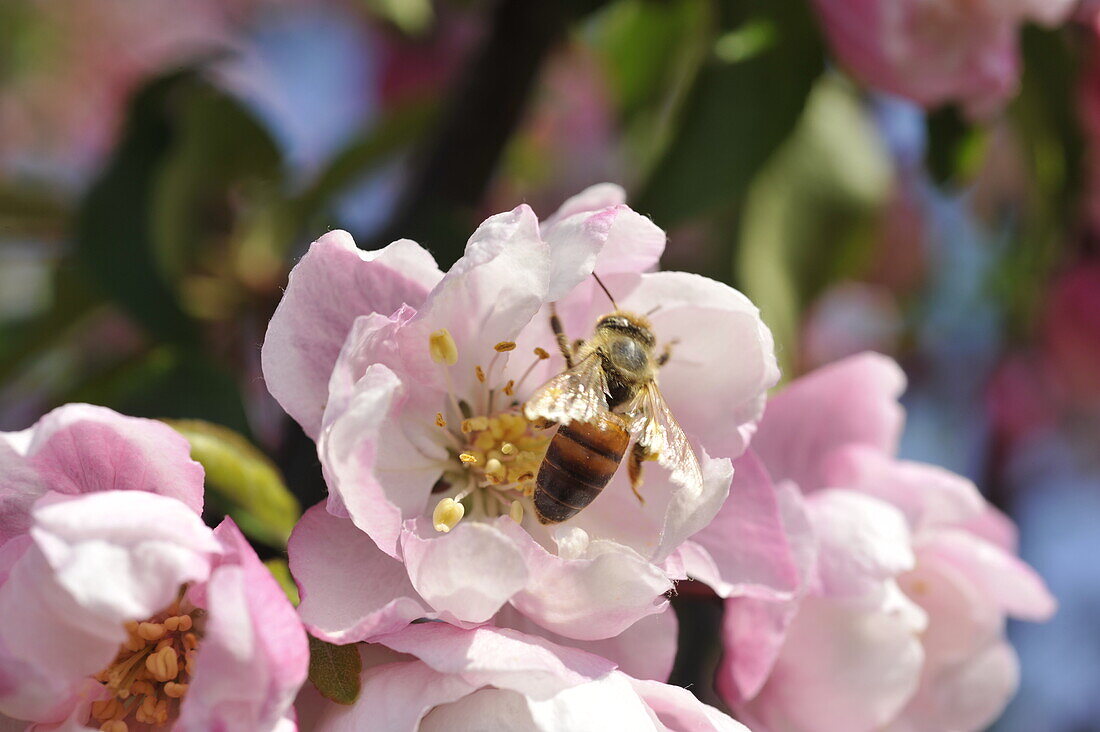 Biene in einer Blüte