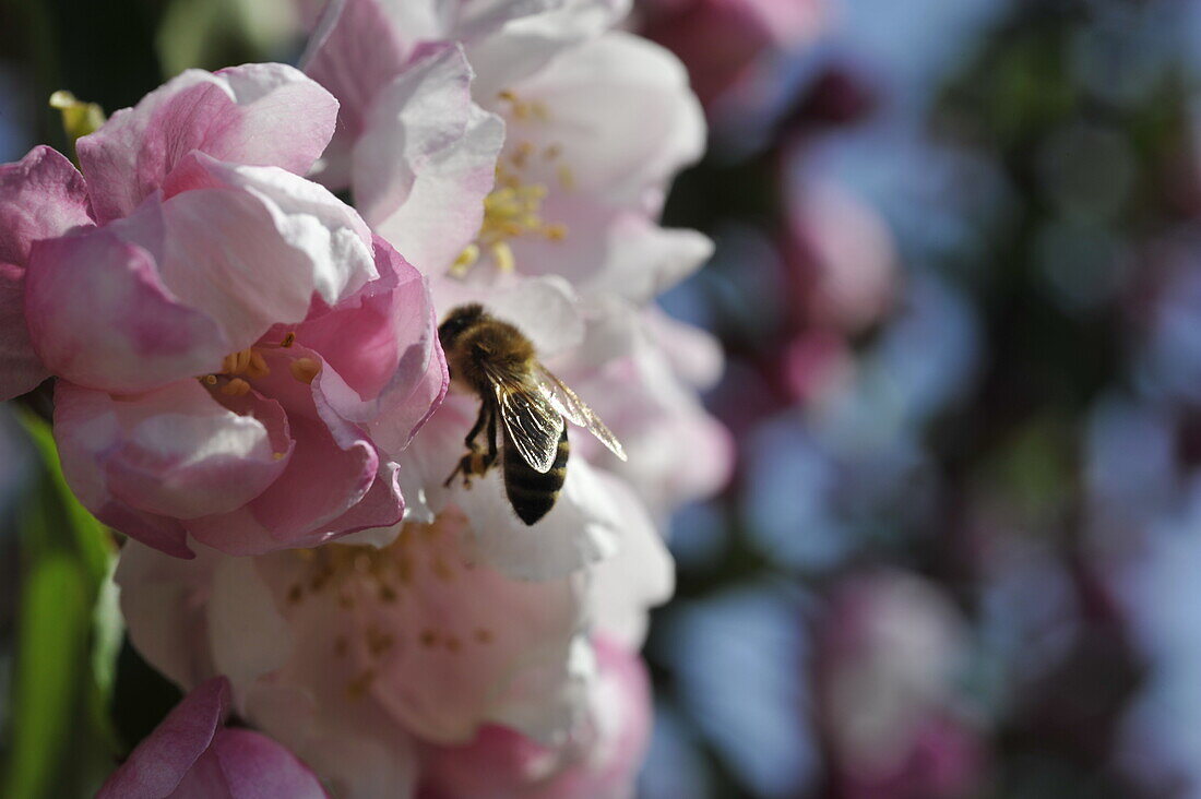 Bee on approach