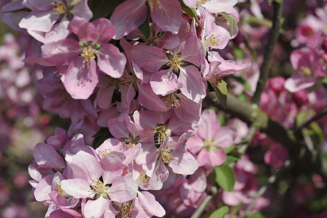 Apple blossom with bee