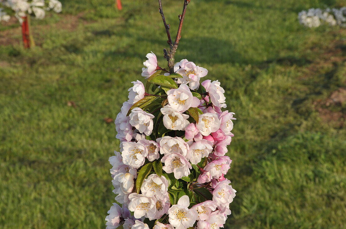 Malus 'Van Eseltine'