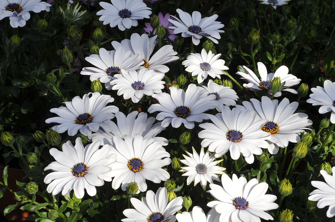 Osteospermum ecklonis 'Compact FlowerPower® White'