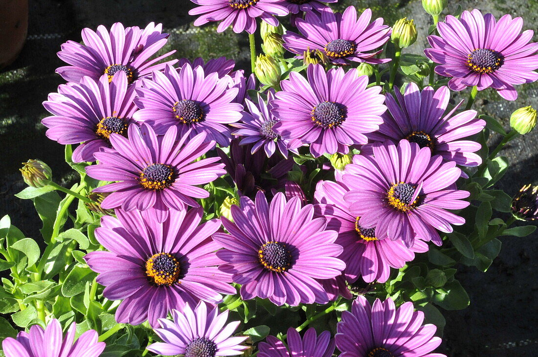 Osteospermum ecklonis 'FlowerPower'®