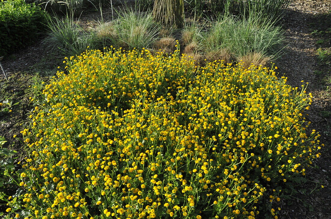 Ranunculus repens 'Pleniflora'