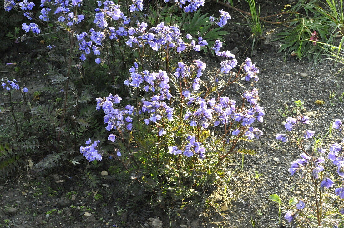 Polemonium caeruleum