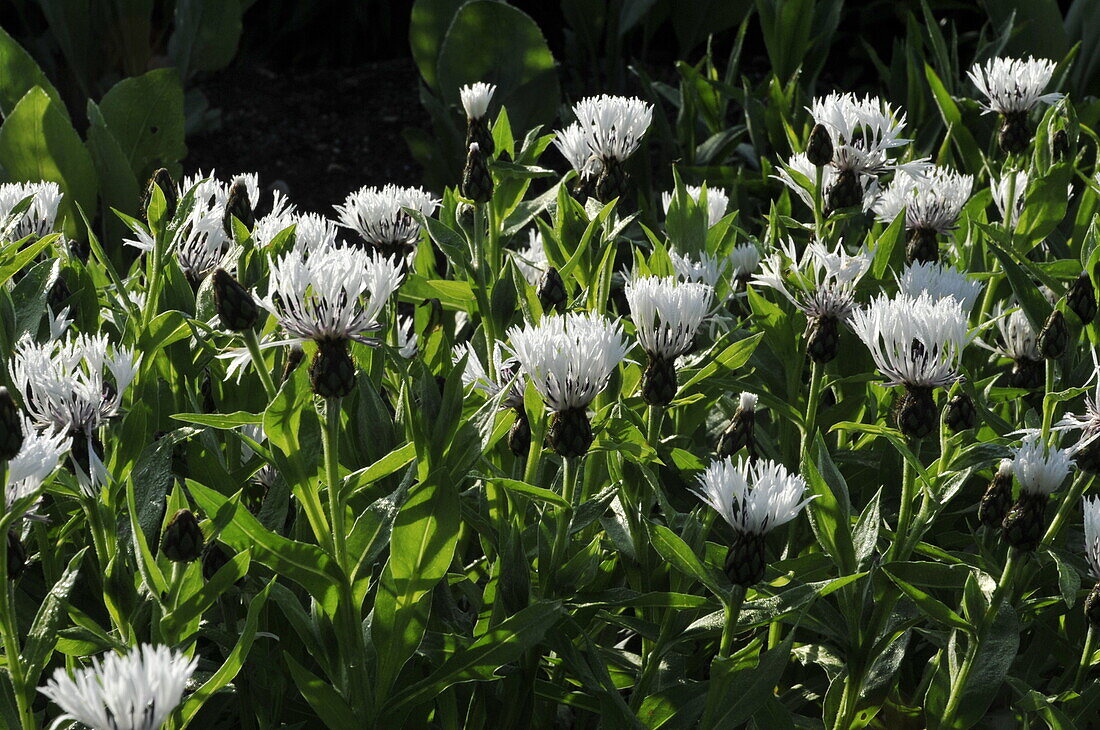 Centaurea montana 'Alba'