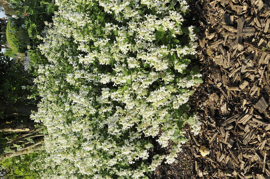 Nepeta 'Snowflake'