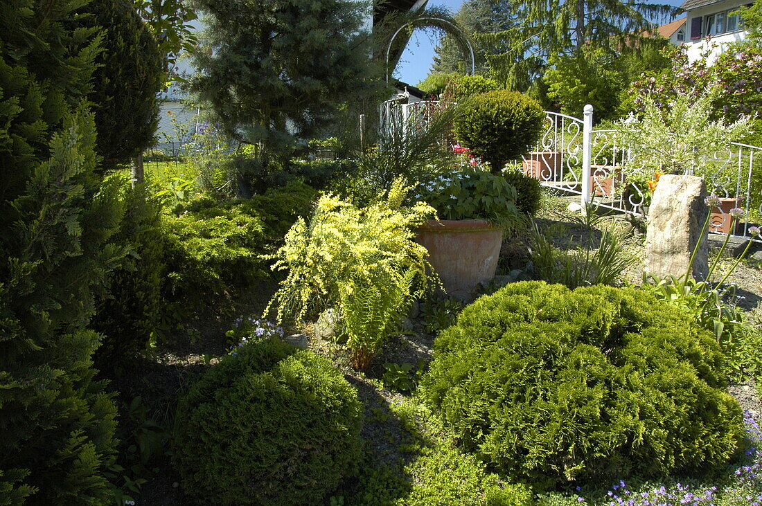 Garden design with conifers