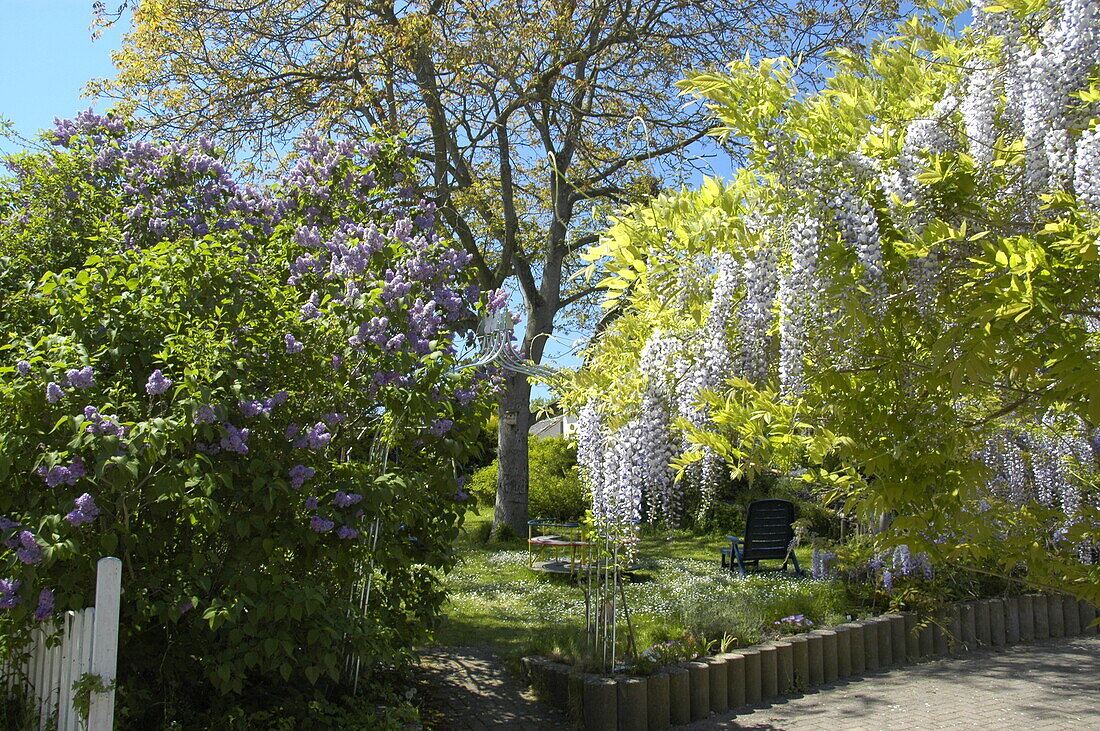 Garden view with lilac and bluegrasses
