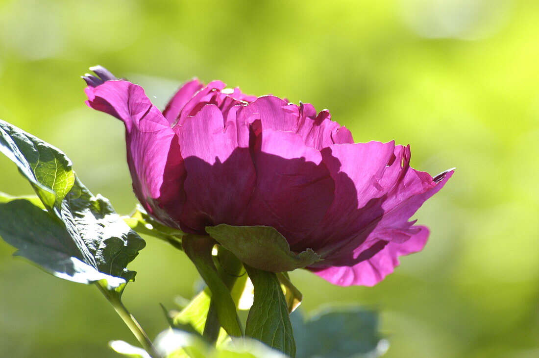 Paeonia itho