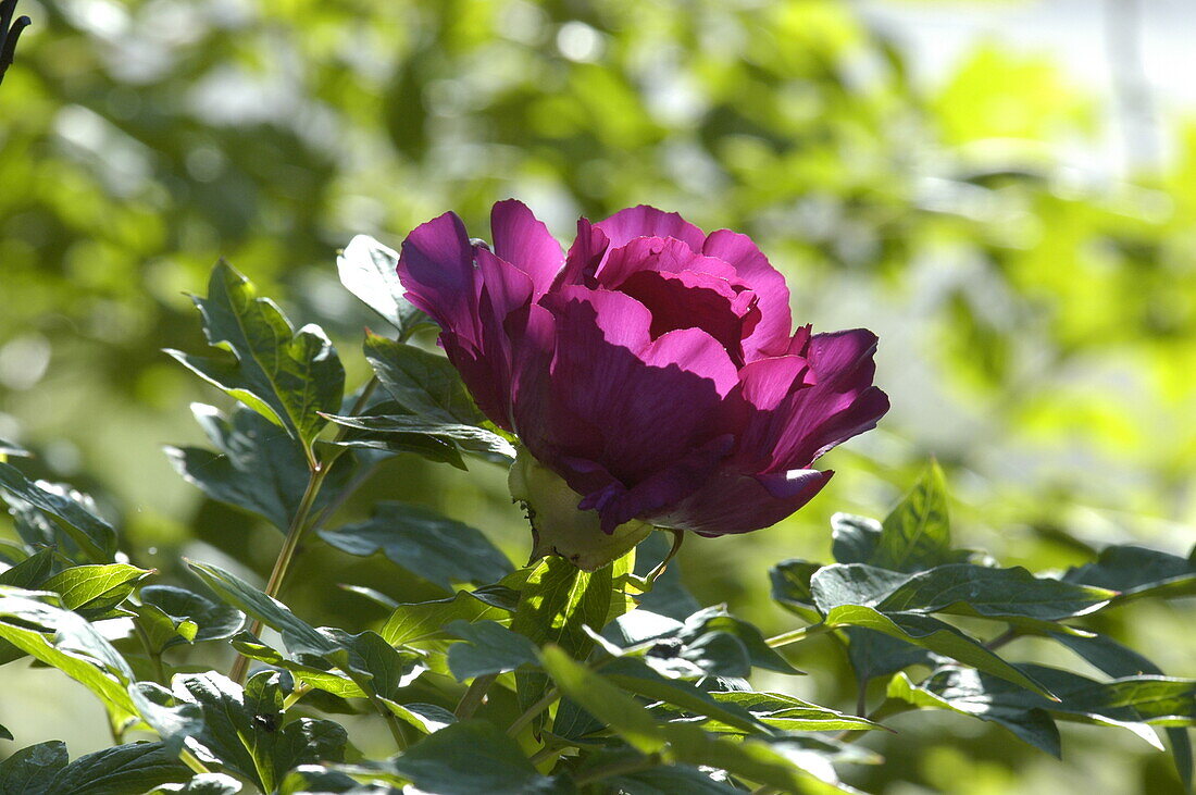 Paeonia itoh