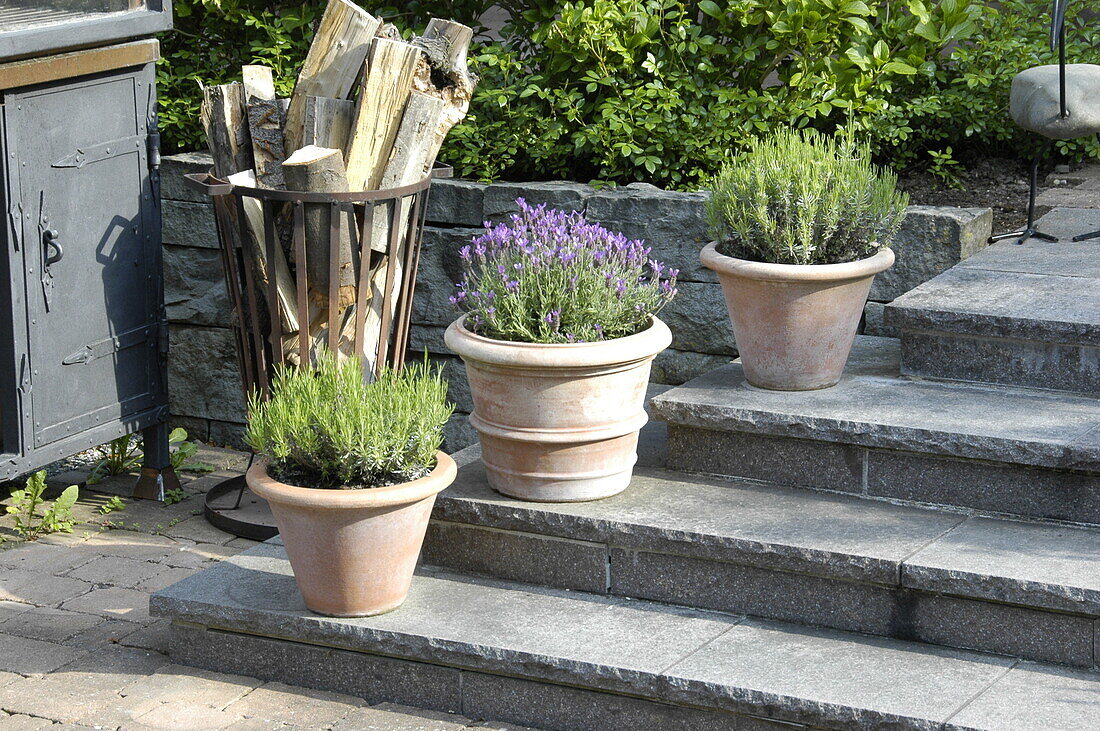 Flower pots on stairs