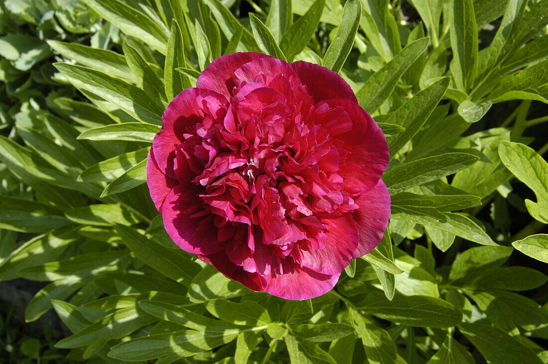 Paeonia lactiflora, red