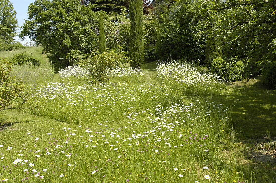 Flower meadow