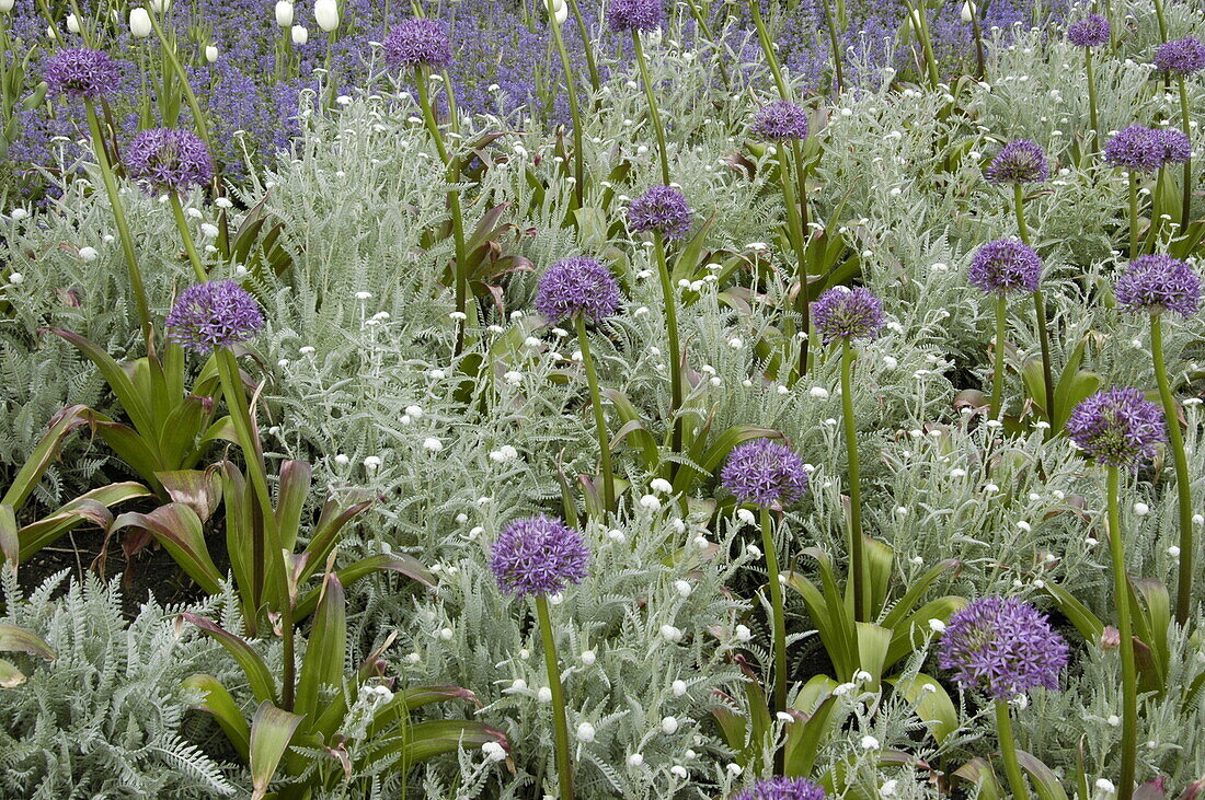 Allium aflatunense