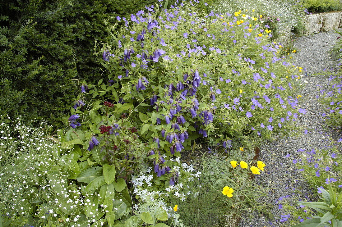 Herbaceous border