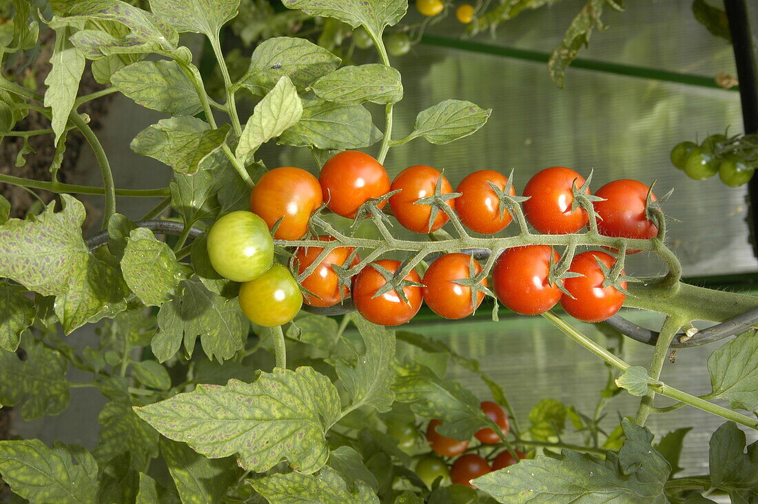 Solanum lycopersicum Tropical