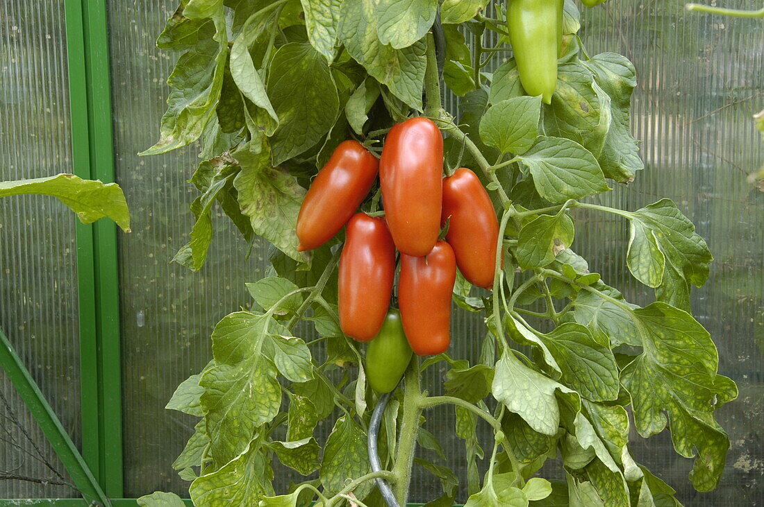 Solanum lycopersicum 'San Marzano'