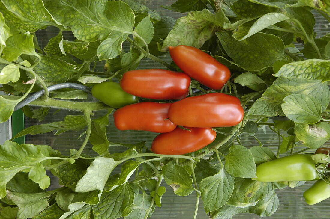 Solanum lycopersicum San Marzano