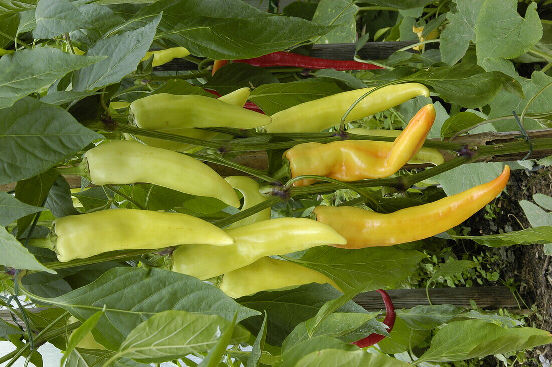 Capsicum annuum 'Pinocchio'