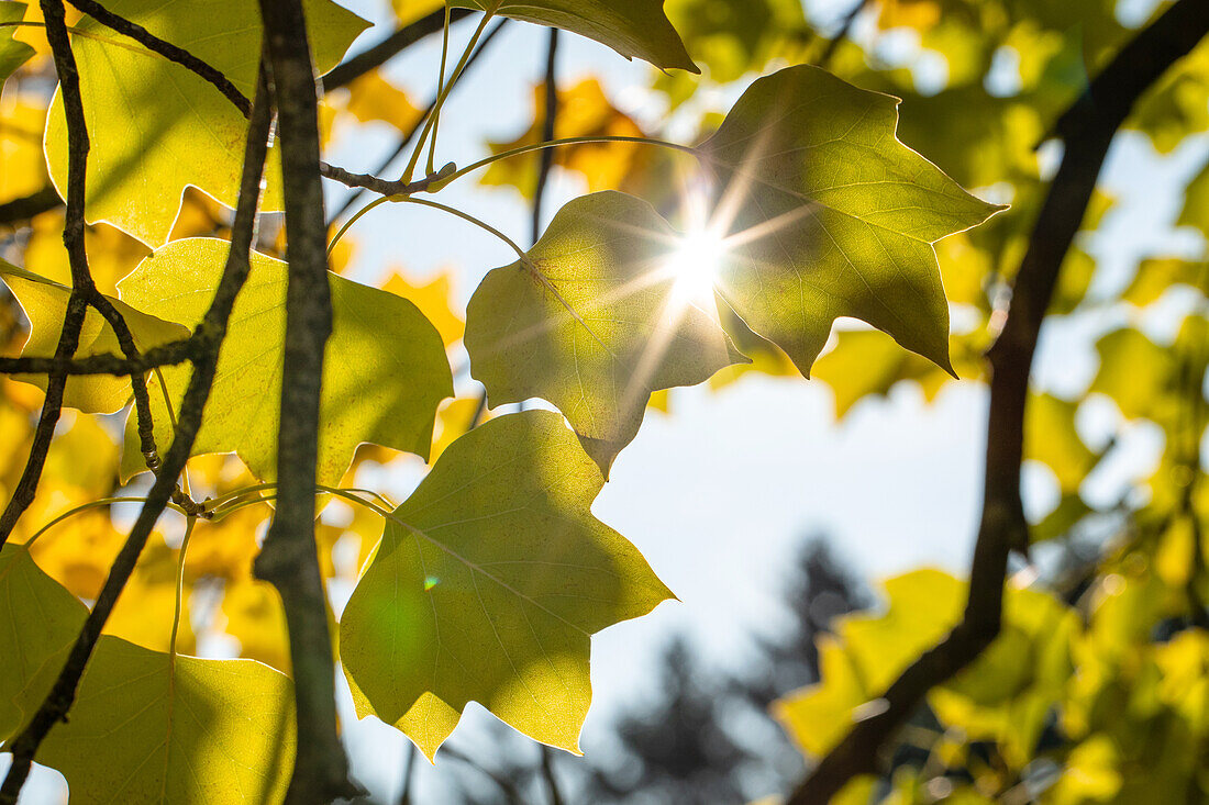 Liriodendron tulipifera