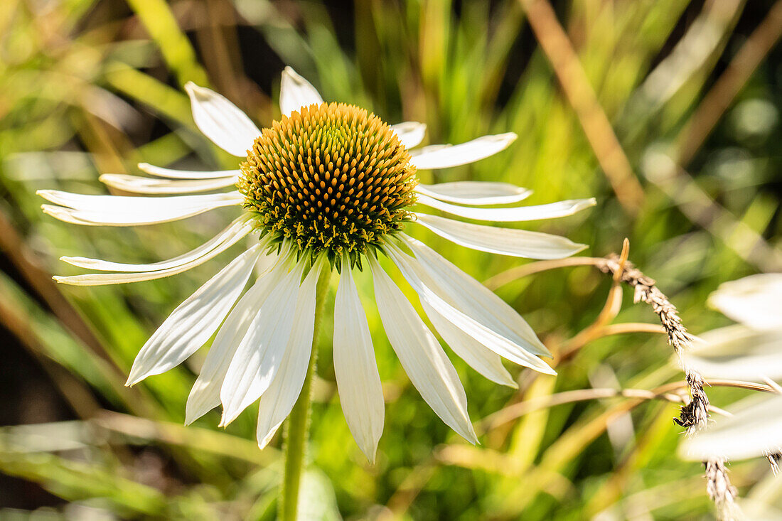 Echinacea purpurea, white