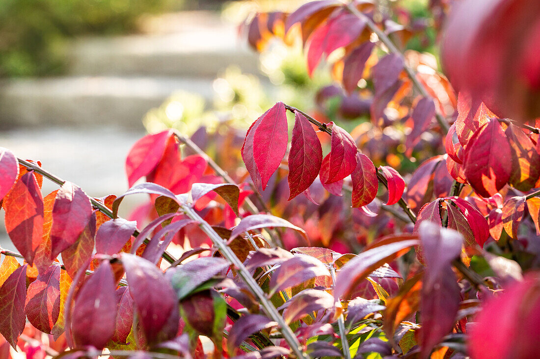 Euonymus alatus