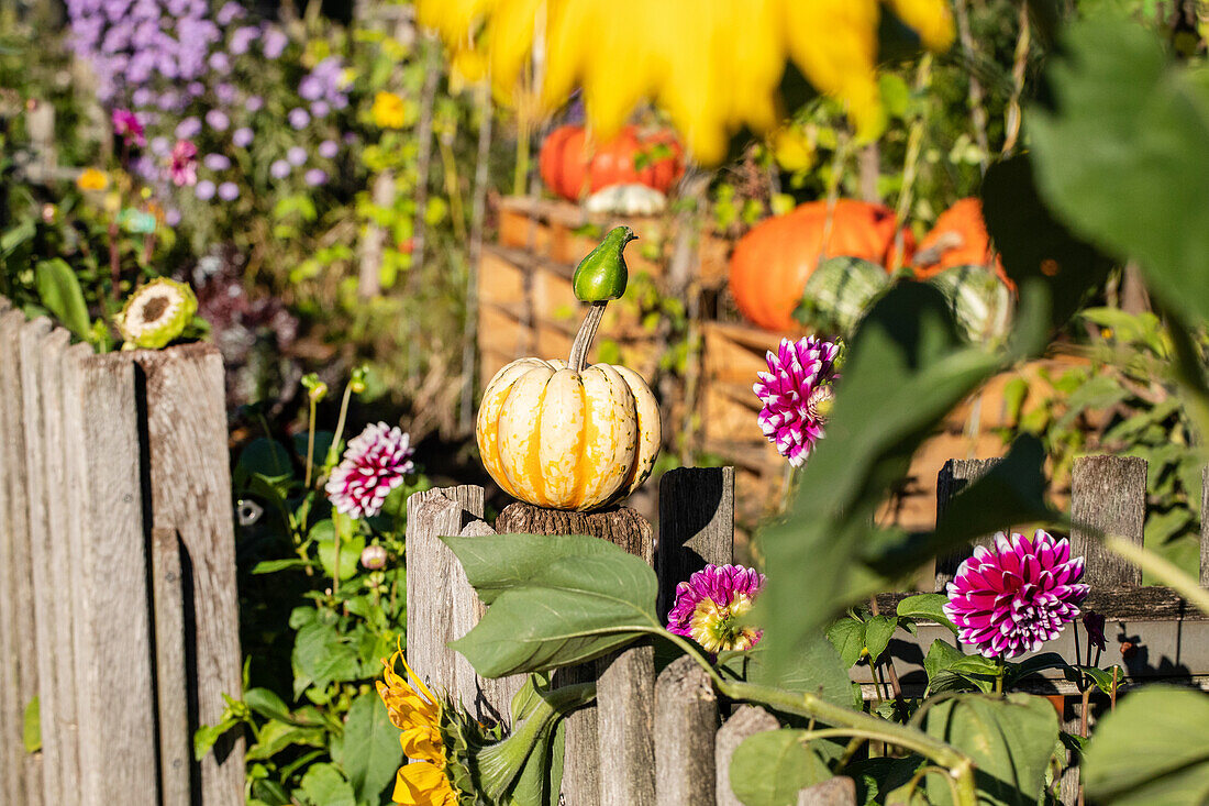 Kürbis im Garten