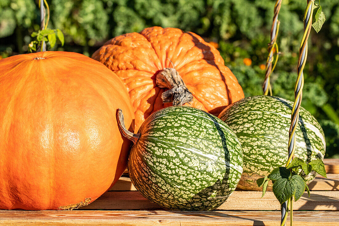 Pumpkin in the garden