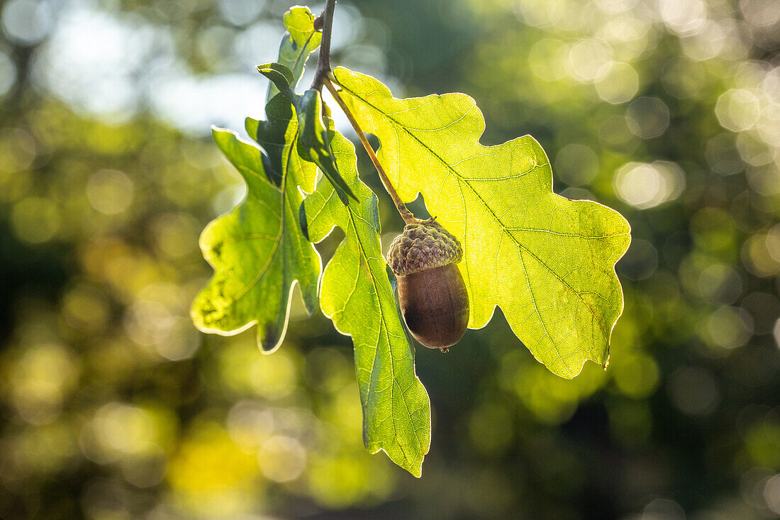 Quercus robur