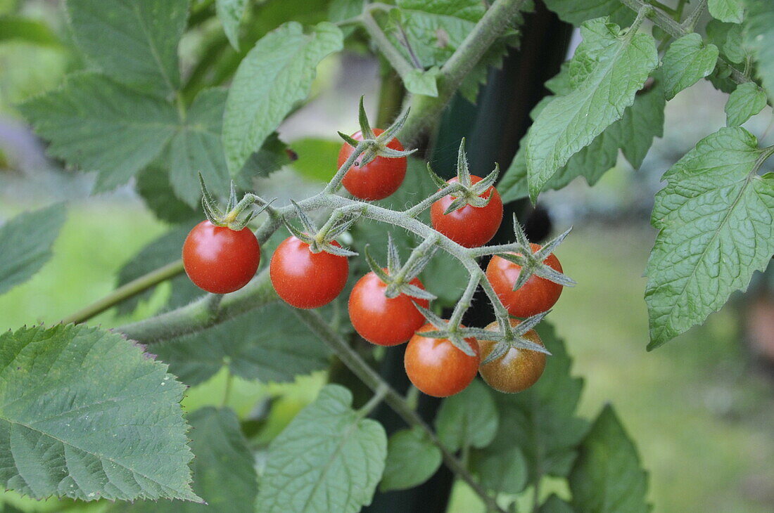 Solanum lycopersicum 'Rote Murmel'