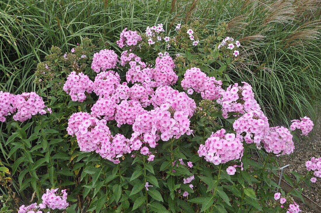 Phlox paniculata