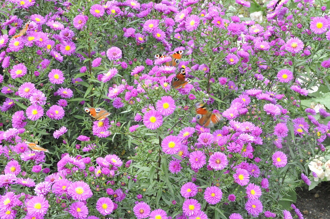 Peacock butterfly