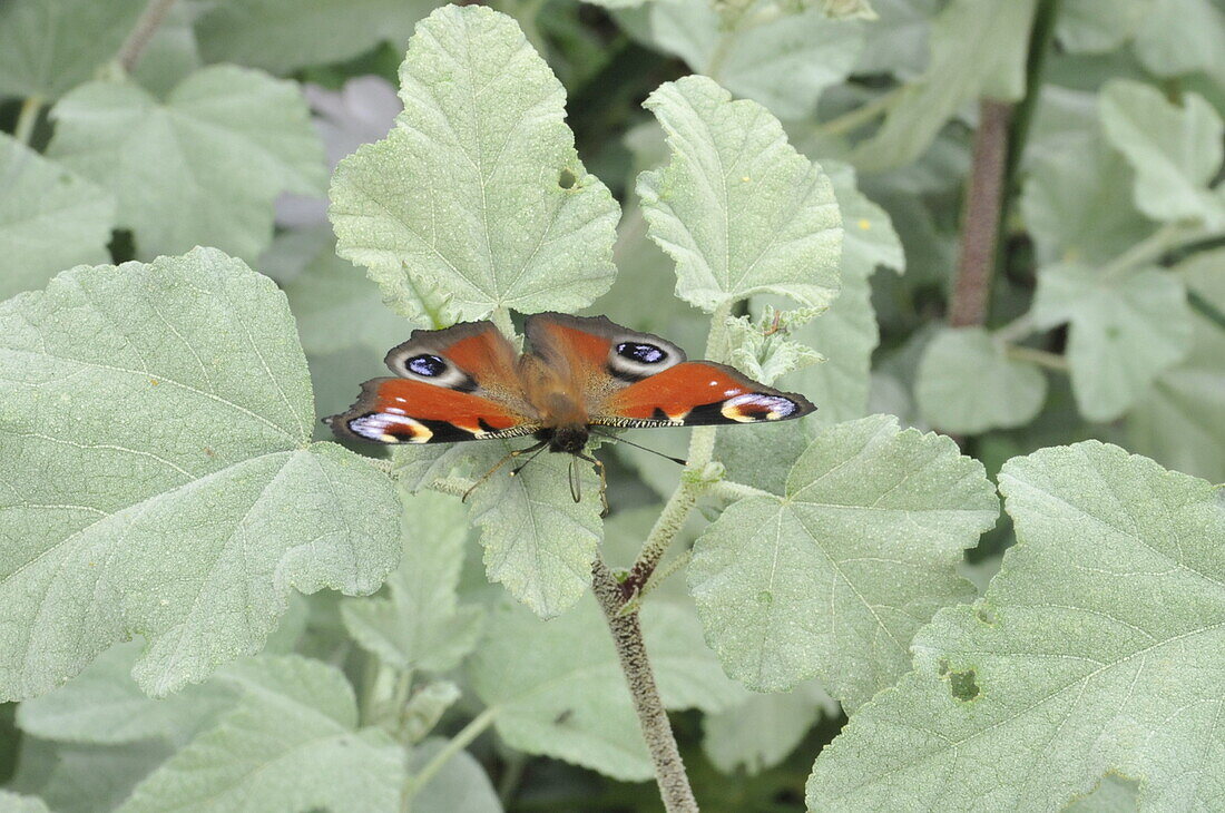 Peacock butterfly