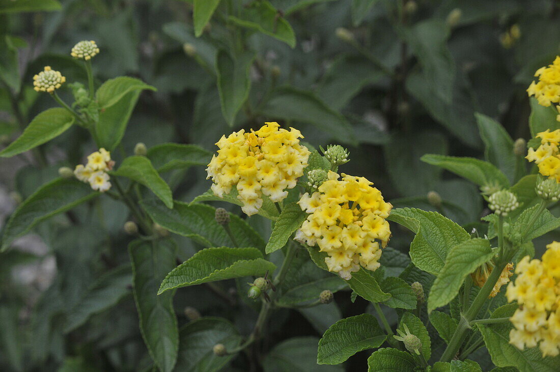 Lantana camara, gelb