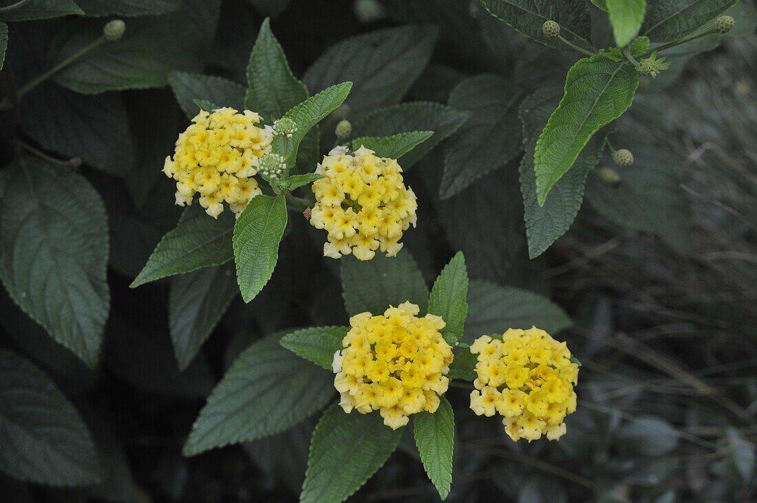 Lantana camara, gelb