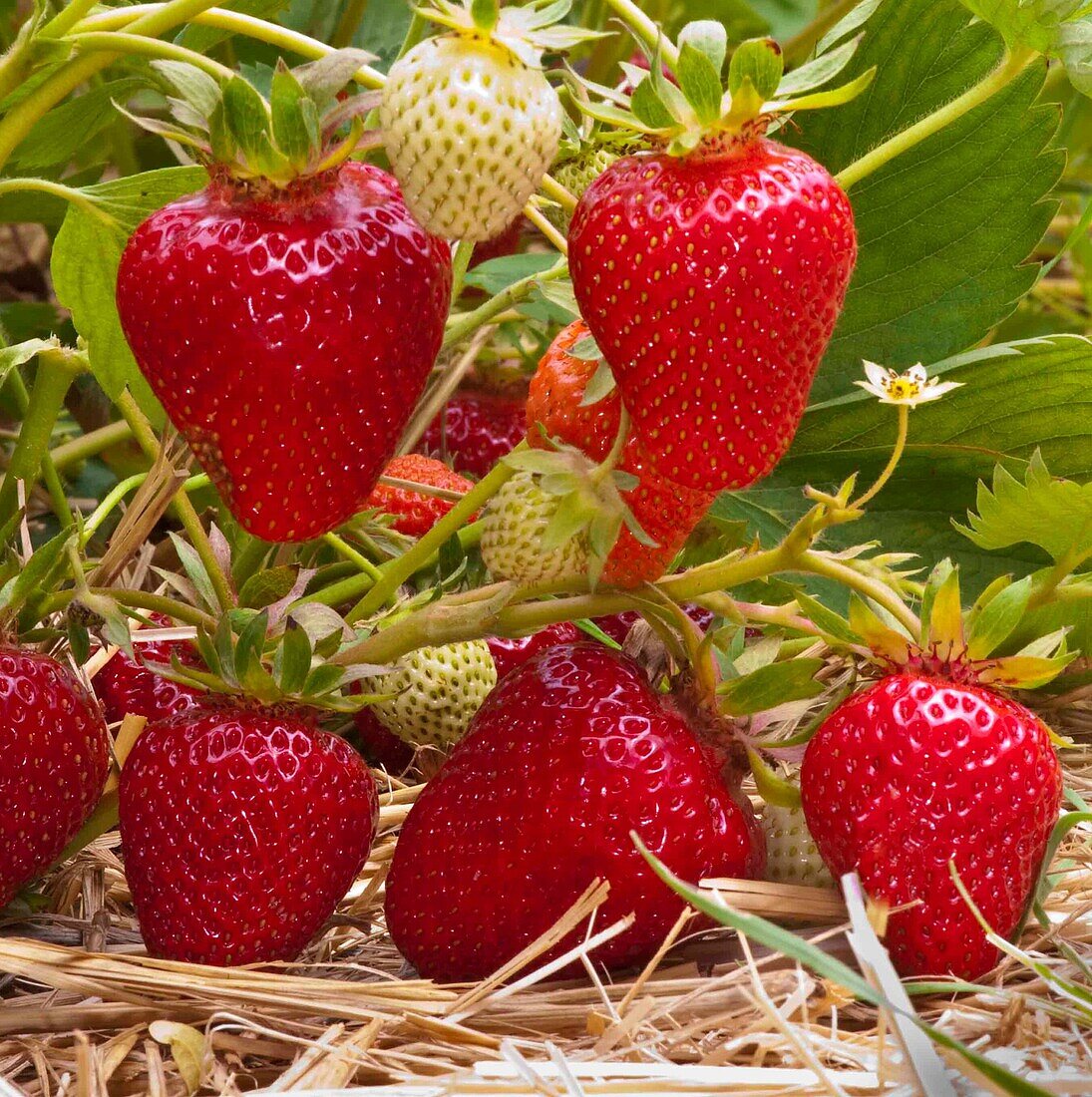 Fragaria x ananassa 'Clery'